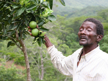 A man in a white shirt stands next a tree with green fruits on it.