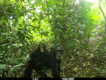 A camera trap image of a chimpanzee with her baby on her back in a clearing in the forest