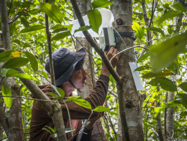A man surveys a piece of bioacoustics equipment strapped to a tree in a forest.