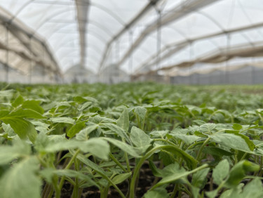 A tree nursery from the level of the seedlings