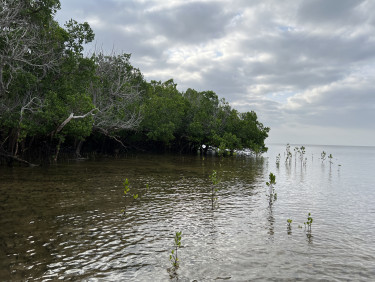 A mangrove forest meeting the sea with a cloudy sky above