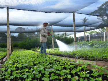 A man stands in a plant nursery watering seedlings with a hose.