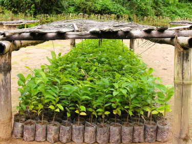 A bed of seedlings with a wooden shade covering