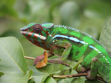 A panther Chameleon on a leafy branch