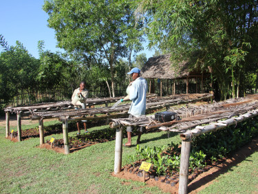 Two people are looking at seedlings in rows in a tree nursery