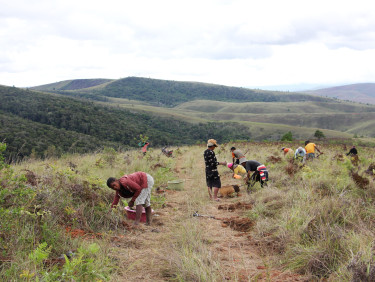 A group of people digging and planting trees in grassy savanah
