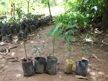 Five seedlings on a mud track
