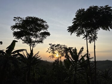 Tress and vegetation silhouetted against a blue, pink and yellow sky at sunset
