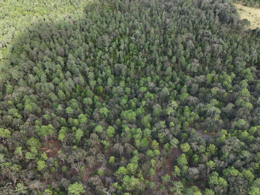 A drone shot of a forest
