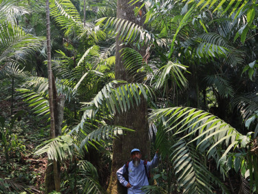 A man stands under a tree in a forest
