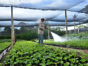 A man is watering seedlings in a tree nursery