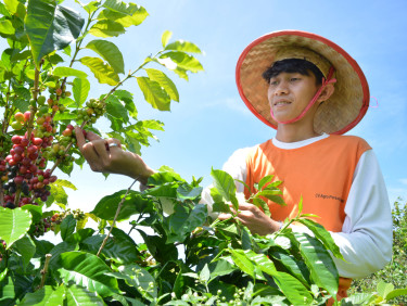 A man in a traditional straw hat and orange shirt tends to a coffee plant