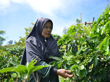 A woman in a hijab tends to a coffee plant