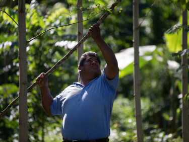 A man in a blue polo shirt lifts a pole while looking up at the trees above him