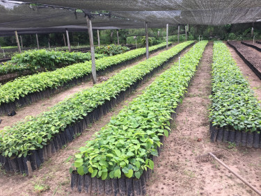 Rows of seedlings in a covered nursery