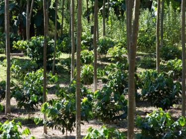 A young agroforestry plantation