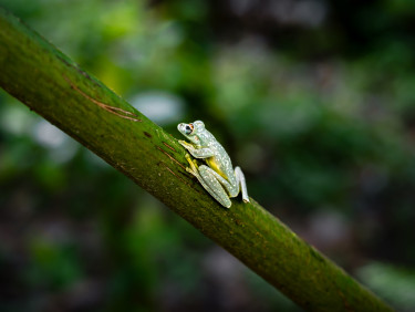 A Faro Island tree frog (Litoria Lutea) on a branch
