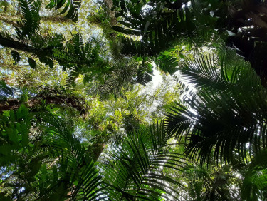 A forest canopy seen from below