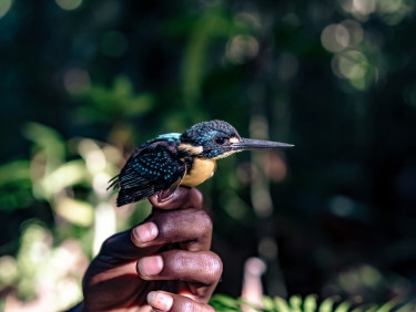 A Variable Dwarf Kingfisher (Ceyx lepidus meeki) perches on a person's hand with a forest in the background