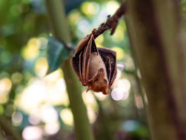 A Woodfords fruit bat (melonycteris woodfordi) hangs upside down from a tree branch