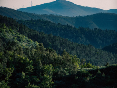A wooded hilly landscape with some wind turbines in the distance