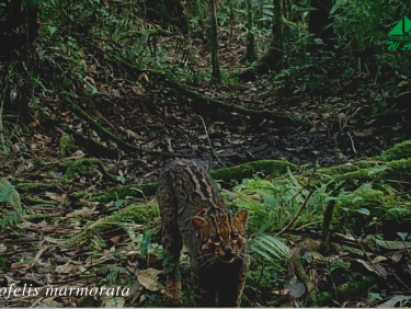 A marbled cat (Pardofelis marmorata) in a clearing in a forest