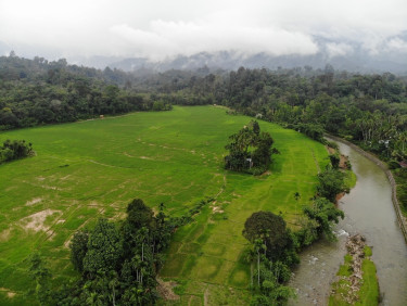 Drone shot of a river through a forest