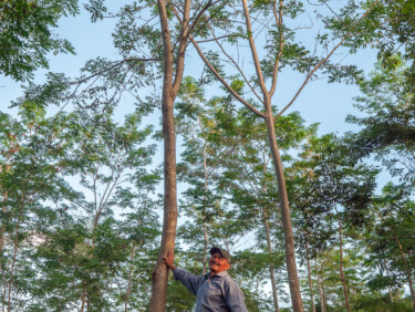 A man in a baseball cap stands under a tree