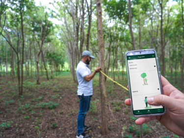 In the foreground, a hand holding a phone with an app open, in the middle ground a man in a baseball cap measuring a tree