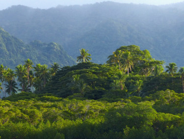 A rainforest with mountains behind