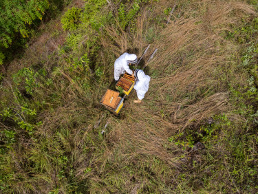 A drone shot of two beekeepers examining a hive in a clearing