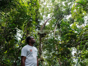 A man in a white t-shirt looks up at the canopy in a rainforest