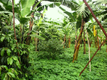A forested area with a mix of species including banana trees