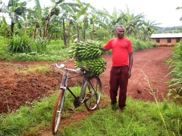 A man in a red t-shirt holds a bicycle with big bunches of bananas piled on the seat