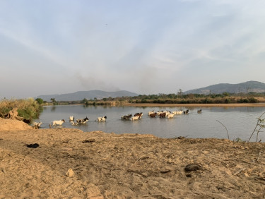 A group of cows are fording a river