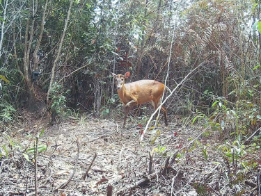 A deer stands in a clearing in a forest