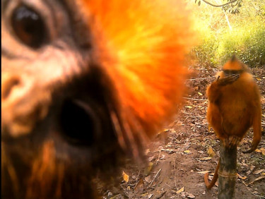 An orange monkey stares into the camera from close range while another orange monkey sits on a tree stump in the background