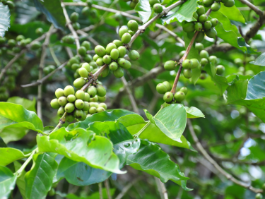 Small green fruits on a tree branch