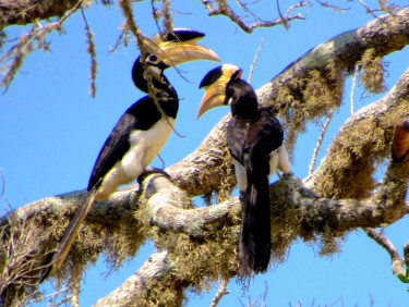 Two Malabar Pied Hornbills in a tree