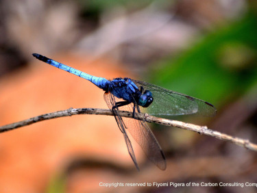 A blue dragonfly on a twig