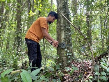 Man attaches a camera trap to a tree in a forest