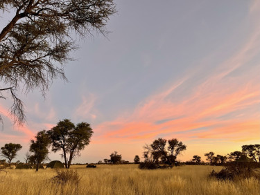 A sunset over a grassy savannah landscape with trees