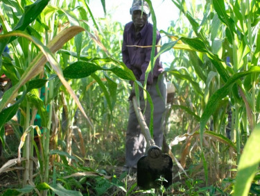A man in a cap digs in the space between rows of crops