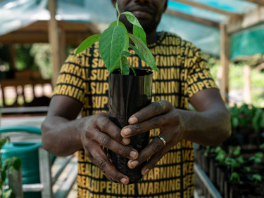 A person in a yellow and black t-shirt holds a seedling in a covered tree nursery