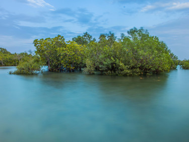 A mangrove forest with the sea in the foreground