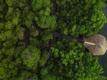 A drone shot of a mangrove forest and the roof of a house with the sea on the right