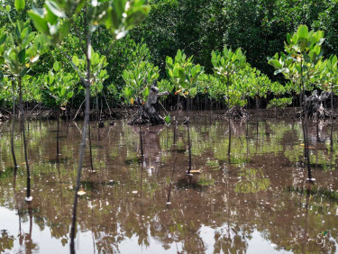 Several mangrove seedlings in the ground
