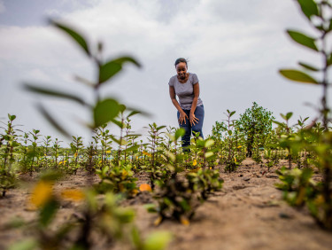 A woman in a grey top looks at rows of mangrove seedlings in a tree nursery