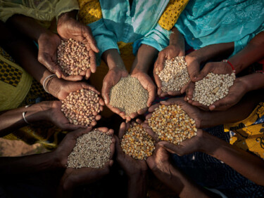 Eight women's cupped hands holding grains and pulses