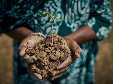 A woman's cupped hands holding a small seedlings in soil